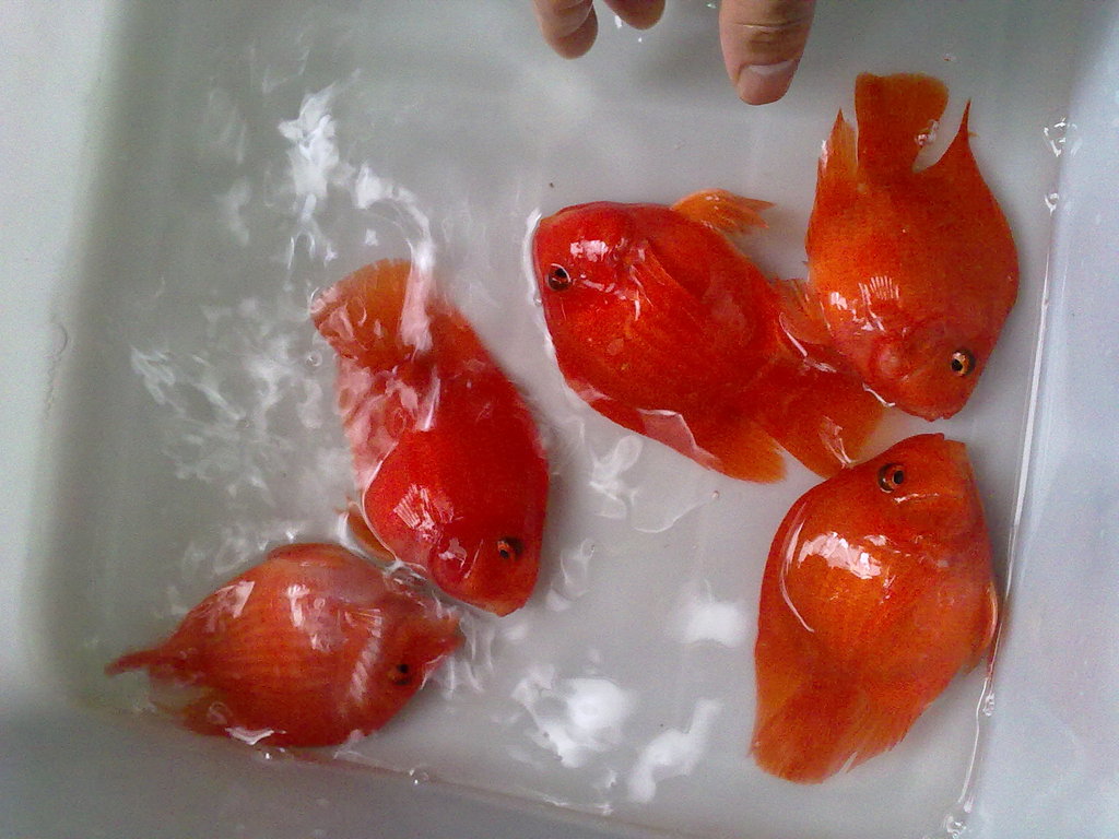 血鸚鵡魚_血鸚鵡魚的正確養法_血鸚鵡魚適合多少°C水溫