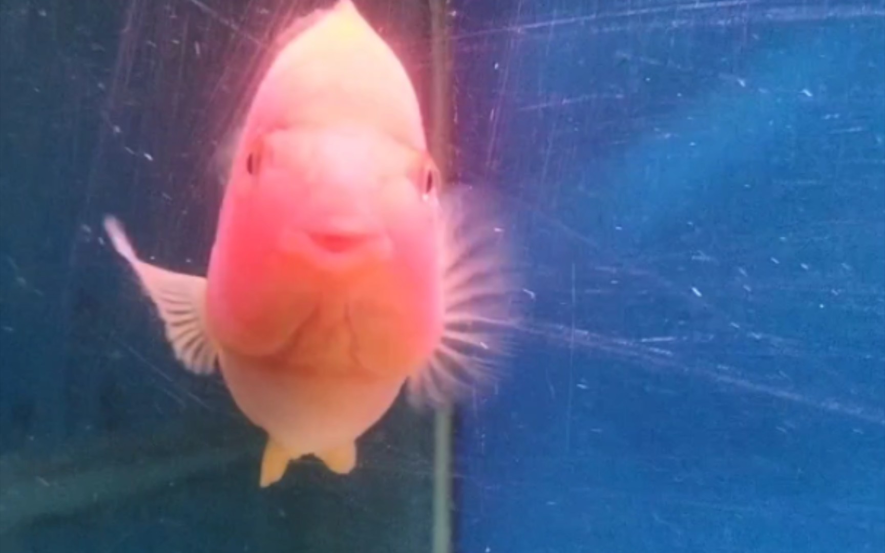 血鸚鵡魚適合多少°C水溫_血鸚鵡魚的正確養法_血鸚鵡魚