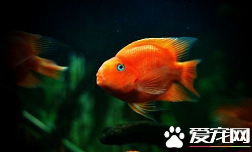 血鸚鵡魚_血鸚鵡魚適合多少°C水溫_血鸚鵡魚的正確養法