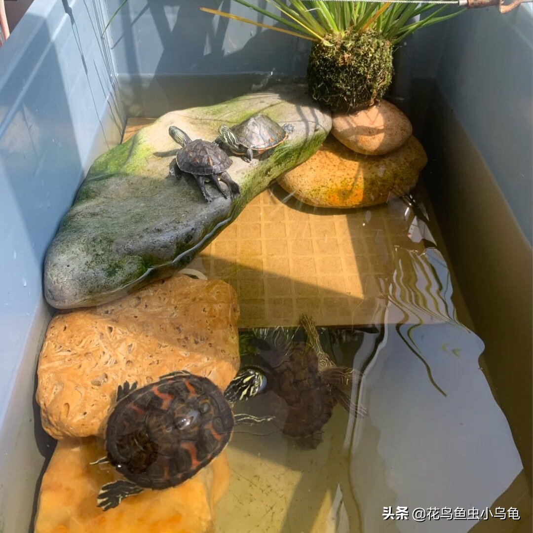 受歡迎的觀賞龜品種有哪些？龜的養殖熱度為39856