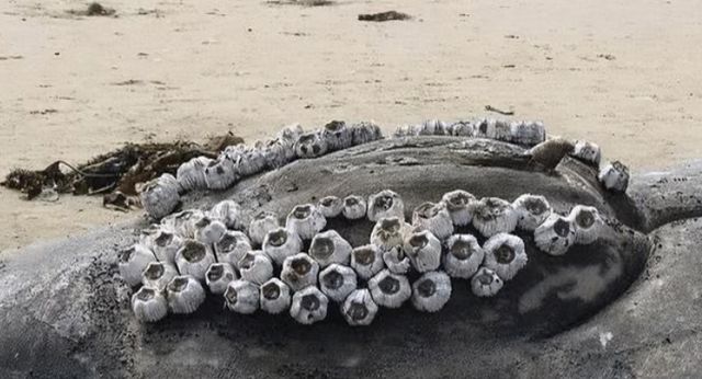 鯨魚身上的藤壺痛不痛_鯨魚身上藤壺會癢還是疼_藤壺在鯨魚身上疼嗎