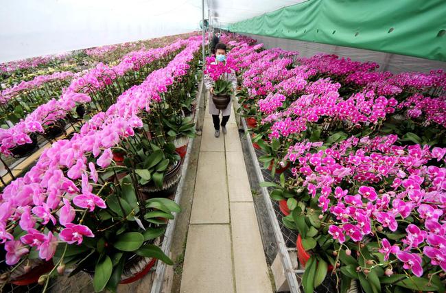 芳村花卉市場 云浮市新興縣天堂鎮農村創業青年帶頭人石金坤