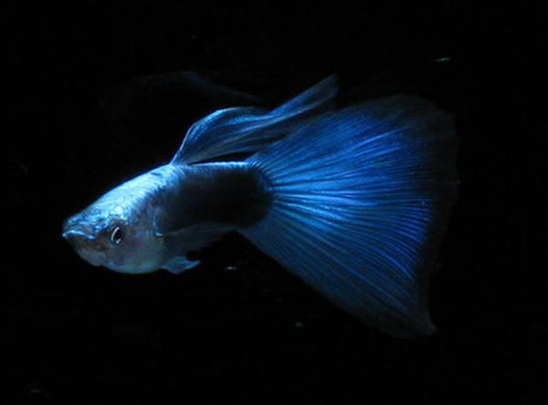 為什么孔雀魚是鱷雀鱔的天敵？孔雀雀鱔是怎么回事？