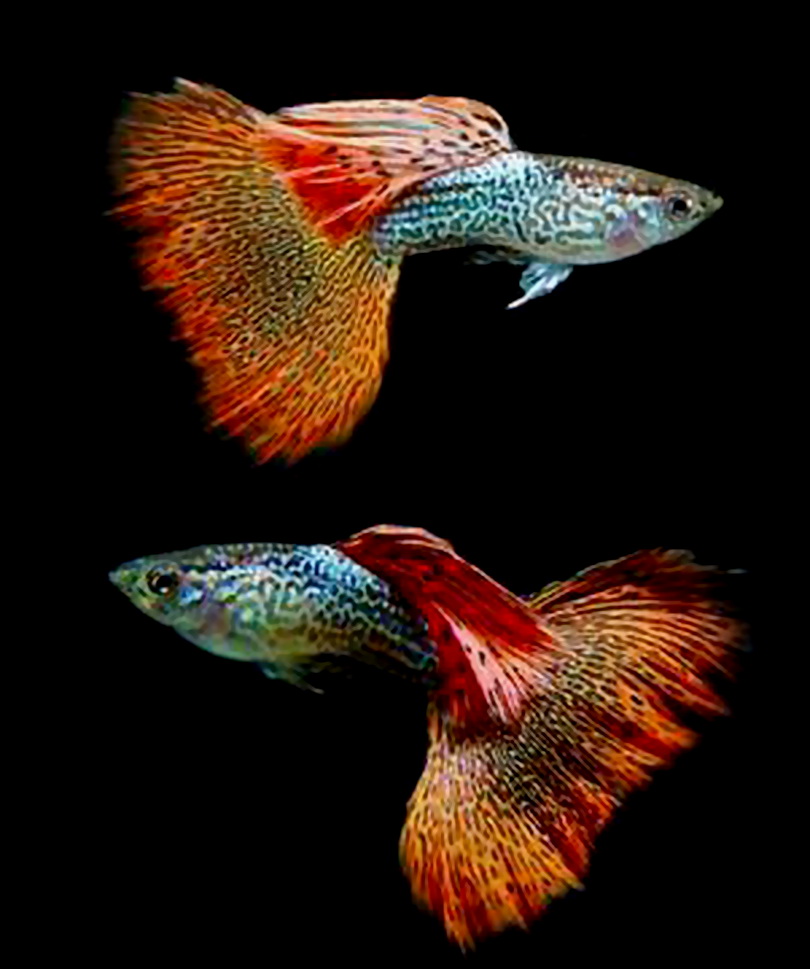孔雀魚為什么是雀鱔的天敵_鱷雀鱔的天敵是什么魚_孔雀魚為什么是鱷雀鱔的天敵