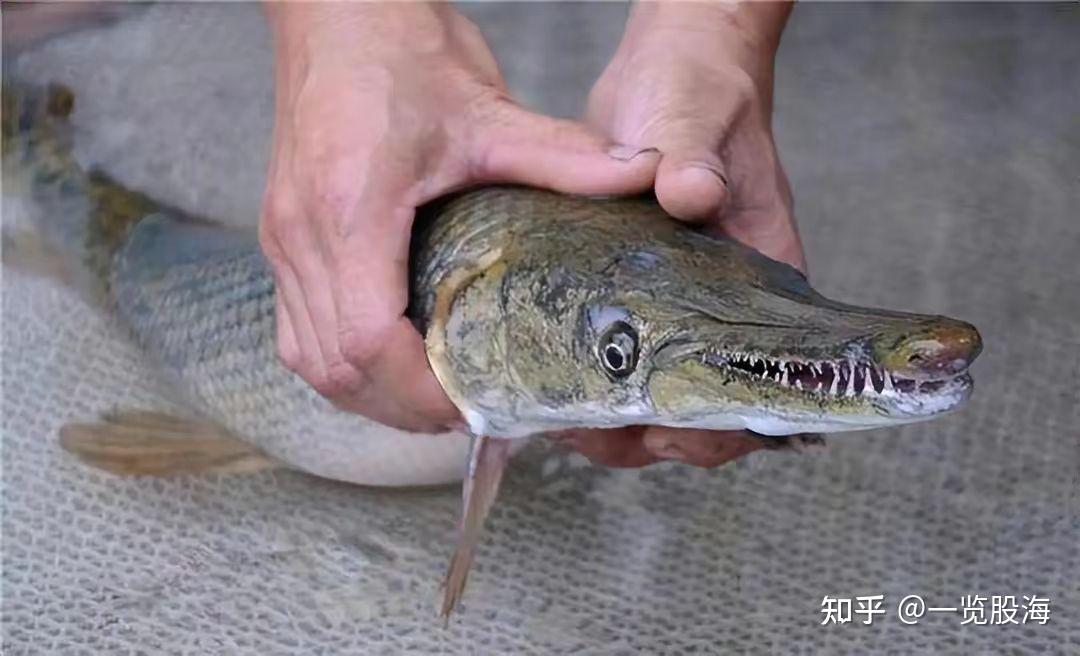 孔雀魚為什么是鱷雀鱔的天敵_孔雀和鱷魚_鱷雀鱔vs恐龍魚