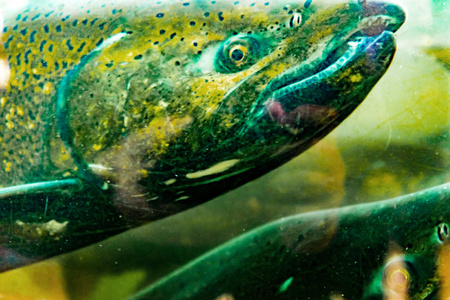 大馬哈魚_大馬魚怎做好吃_大馬魚圖片大全