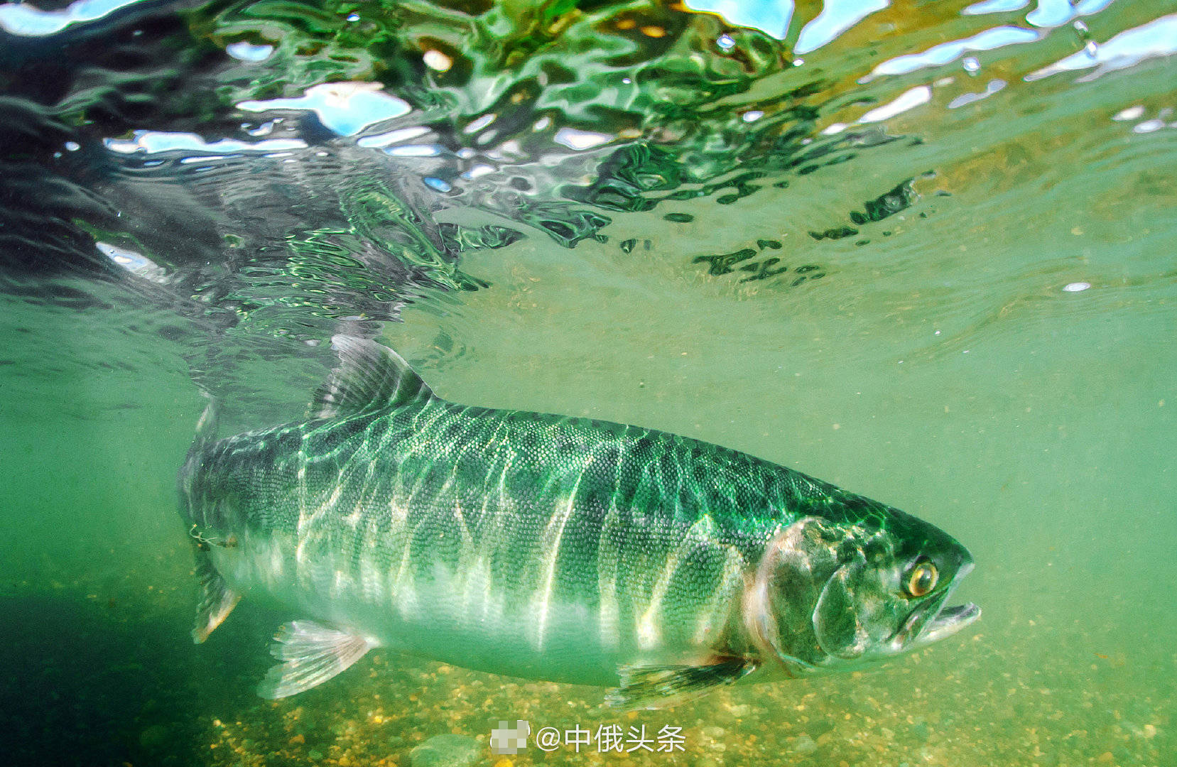 大馬魚是什么魚_大馬魚圖片大全_大馬哈魚