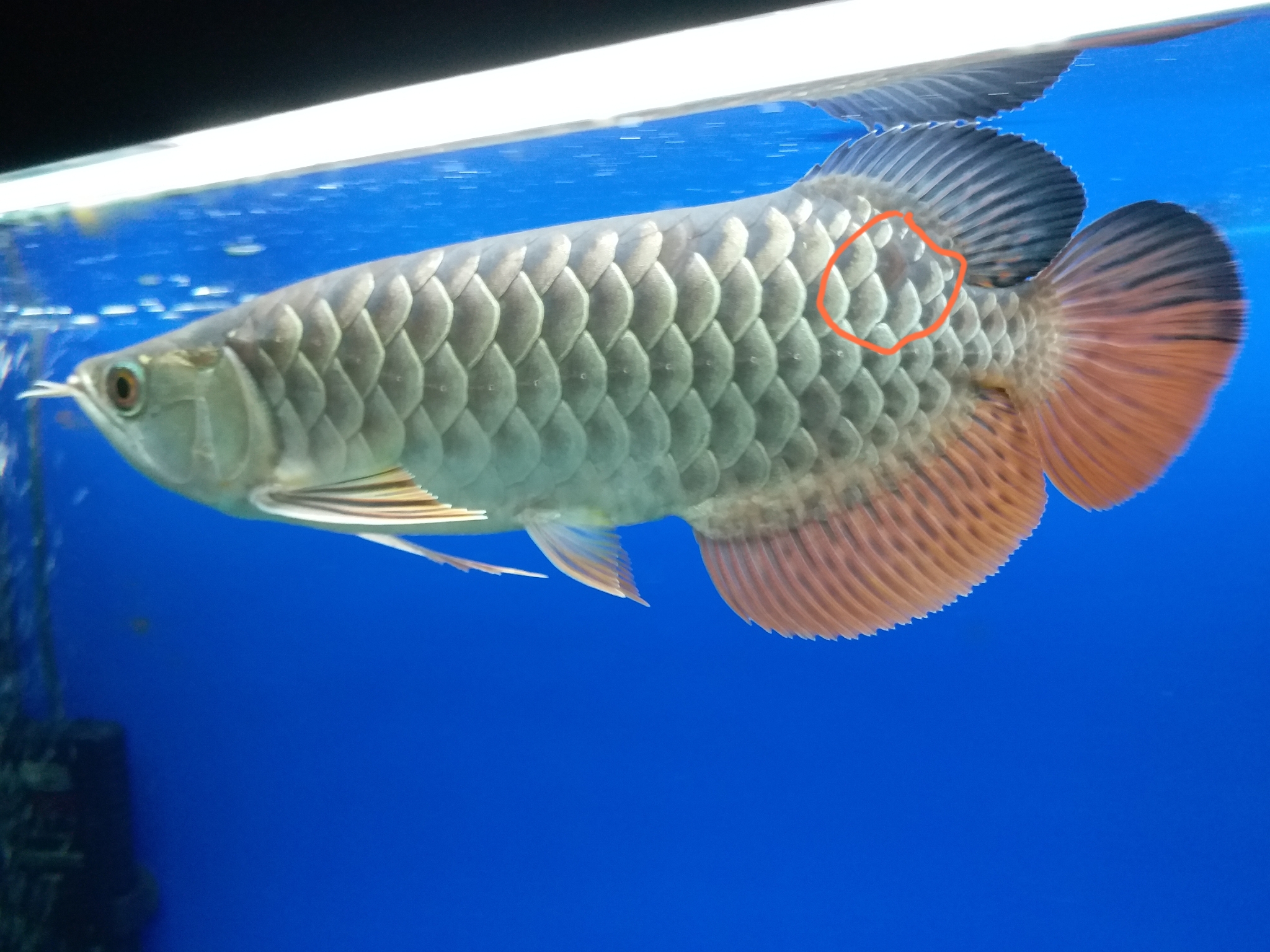 銅錢小黃魚_小黃魚黃魚_小黃魚多少錢一斤