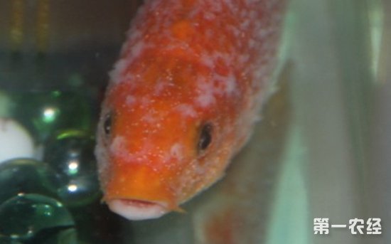 （李向東）觀賞魚的白點病怎么辦？