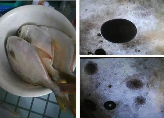 魚鰭上有白點用什么藥_魚鰭白點_魚鰭上有白點