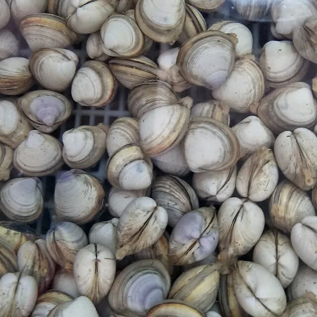 蛤蜊怎么讀_蛤蜊怎么讀_蛤蜊怎么讀