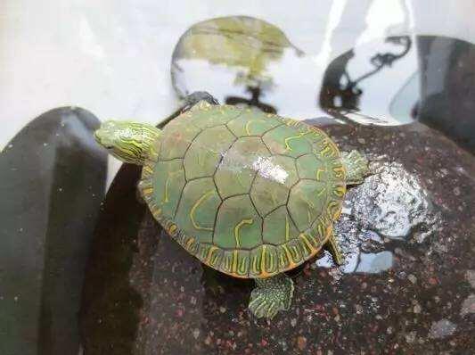 西部錦龜種龜_西部錦龜_西部錦龜有毒嗎