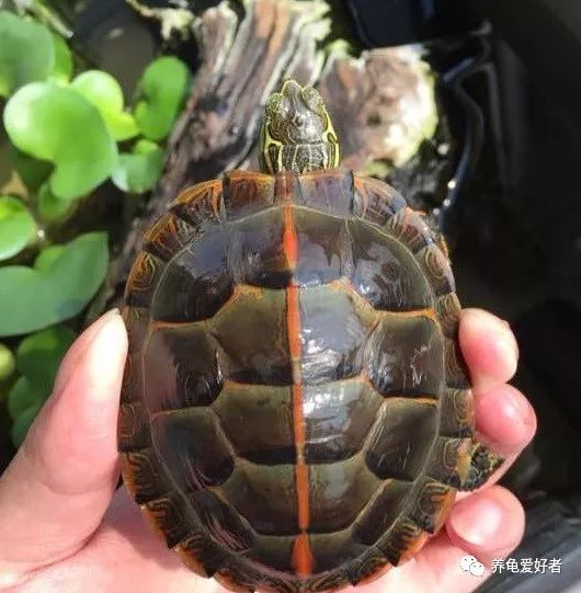 西部錦龜_西部錦龜能活多久_西部錦龜種龜