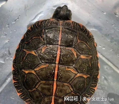 西部錦龜種龜_西部錦龜_西部錦龜能活多久