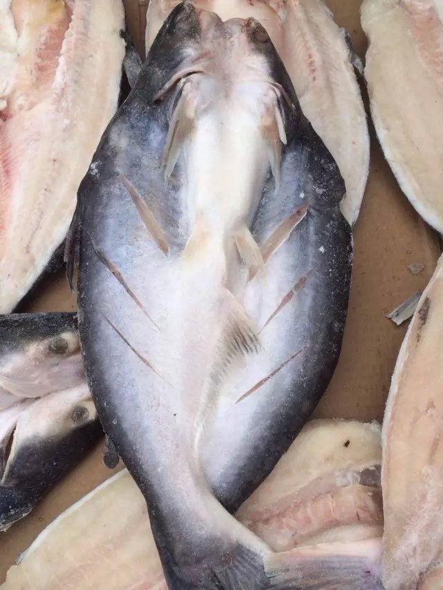 龍利魚的價格_利龍魚是海魚嗎_魚龍利魚