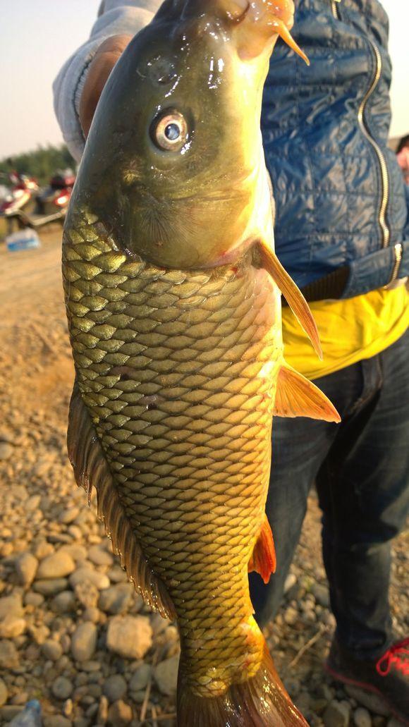 黃河鯉魚的特點_黃河鯉魚多少錢一斤_黃河鯉魚