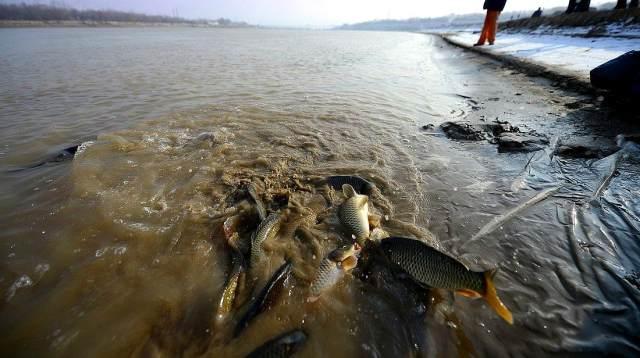 黃河鯉魚多少錢一斤_黃河鯉魚_黃河鯉魚的特點