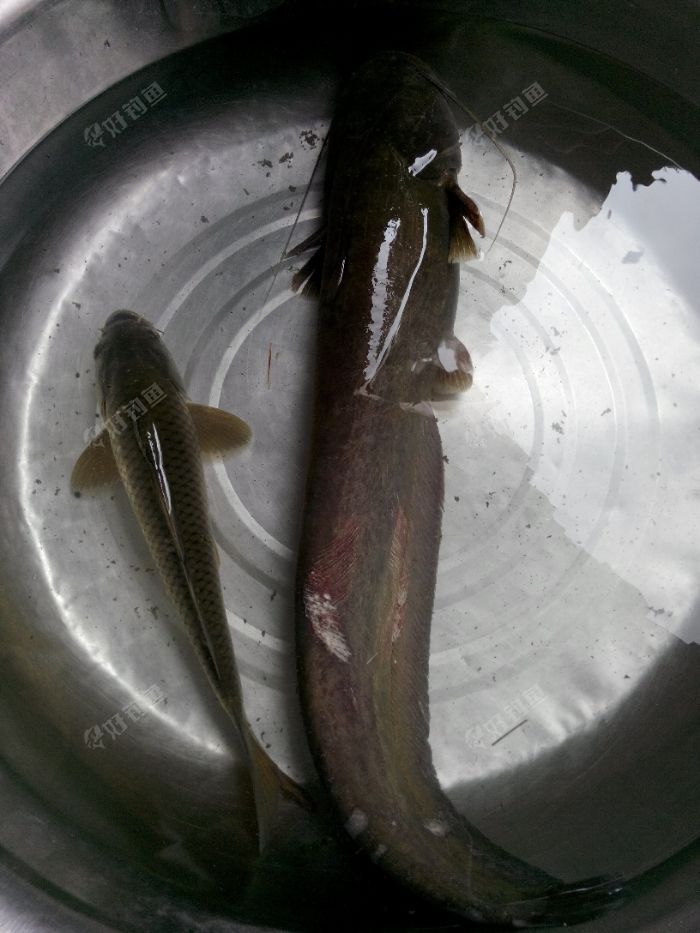 黃河鯉魚的特點_黃河鯉魚多少錢一斤_黃河鯉魚