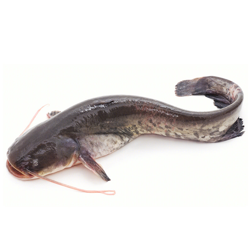 魚龍利魚_龍利魚的價格_活龍利魚價格