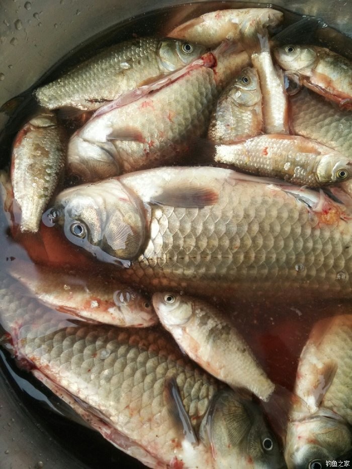 鯽魚窩料配方_實戰好用的鯽窩料配方_窩料配方大全鯽魚