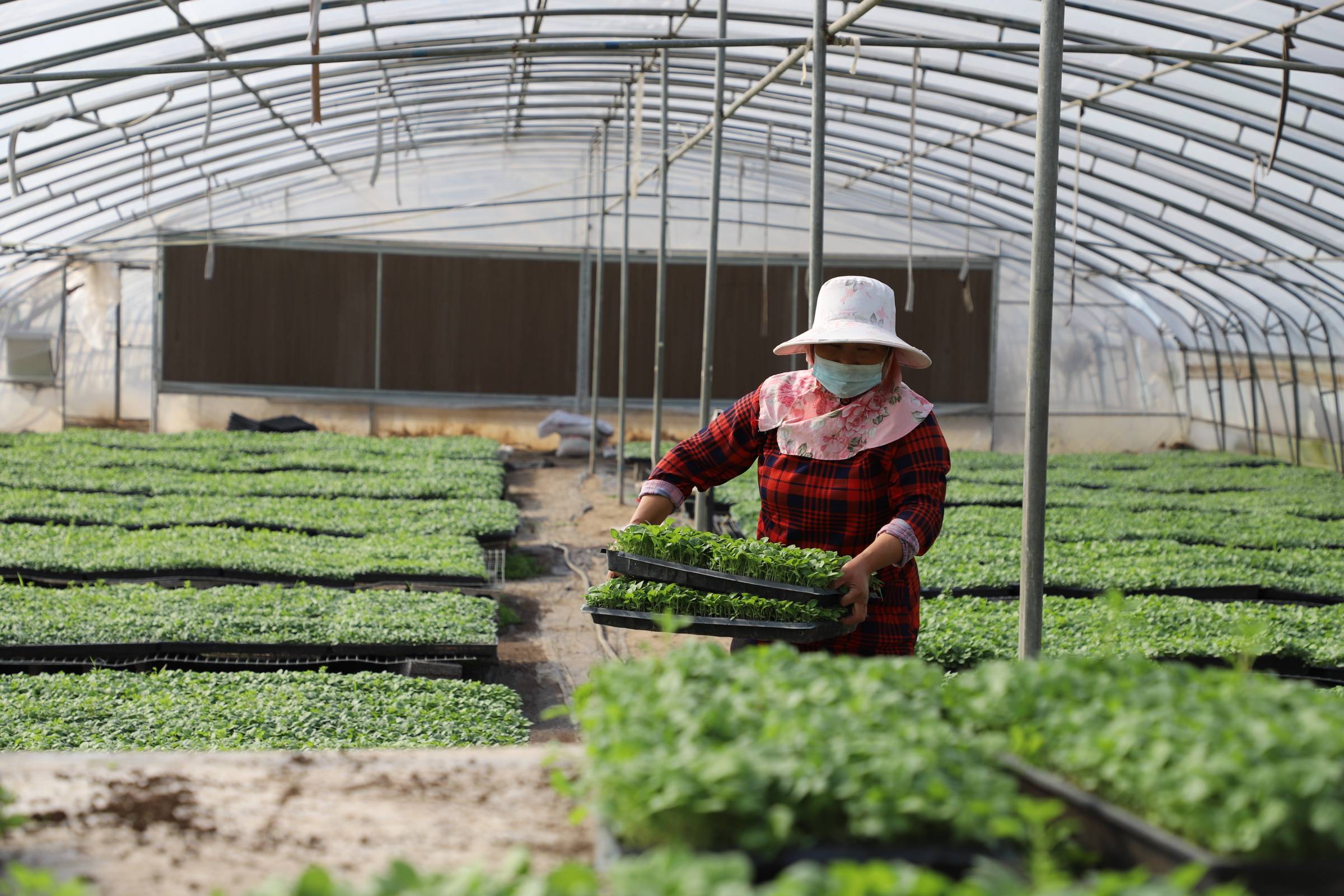 羅非魚養殖 廣州南沙：建預制菜進出口貿易示范區