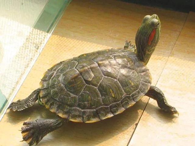 巴西龜吃什么_烏龜巴西龜吃什么_巴西龜吃龜食嗎