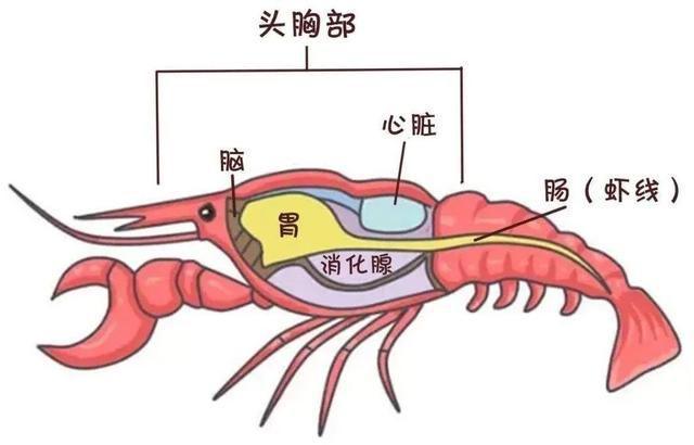 小龍蝦心臟在哪“蝦頭”其實應該叫“頭胸”
