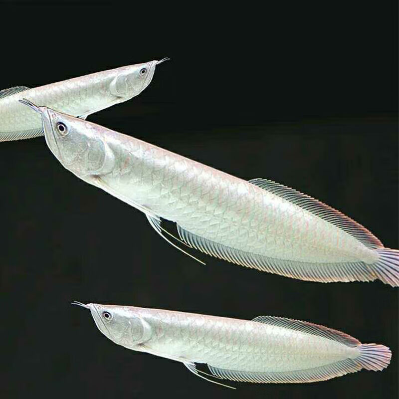 現在龍魚的價格_龍魚價位_龍魚價格