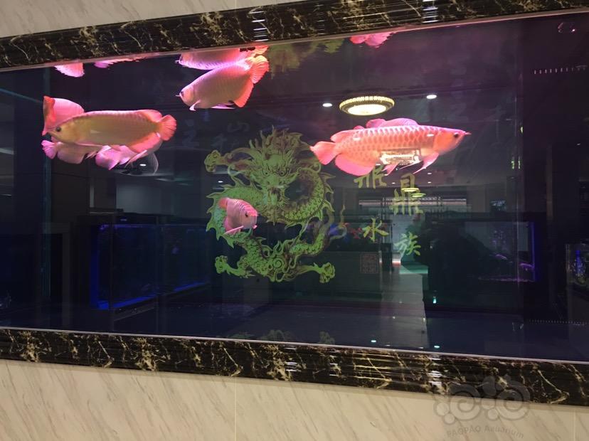 龍魚價格_魚龍多少錢一只_龍魚市場價格