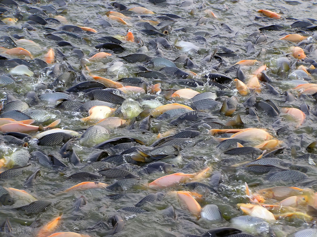 石斑魚養殖_養殖石斑魚有毒嗎_養石斑魚的發展前景