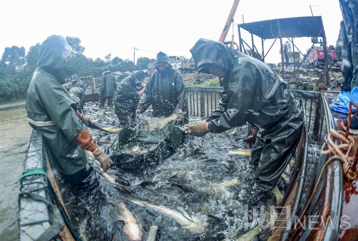 石斑魚養殖_養石斑魚的發展前景_養殖石斑魚有毒嗎