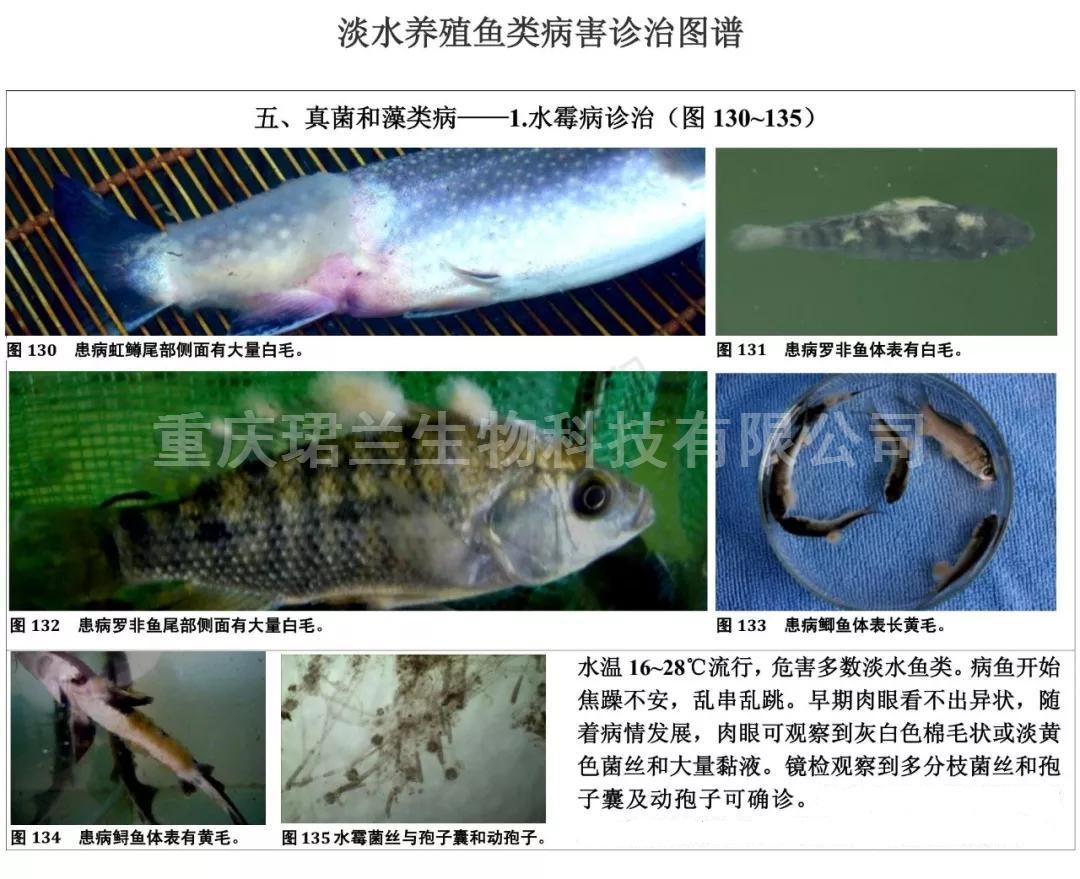 石斑魚養殖中有代表性的細菌性病原見表1