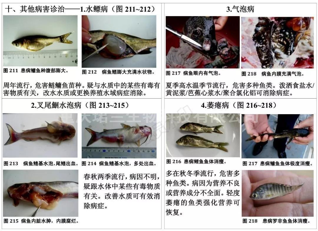 石斑魚養殖_養石斑魚的發展前景_養殖石斑魚有毒嗎