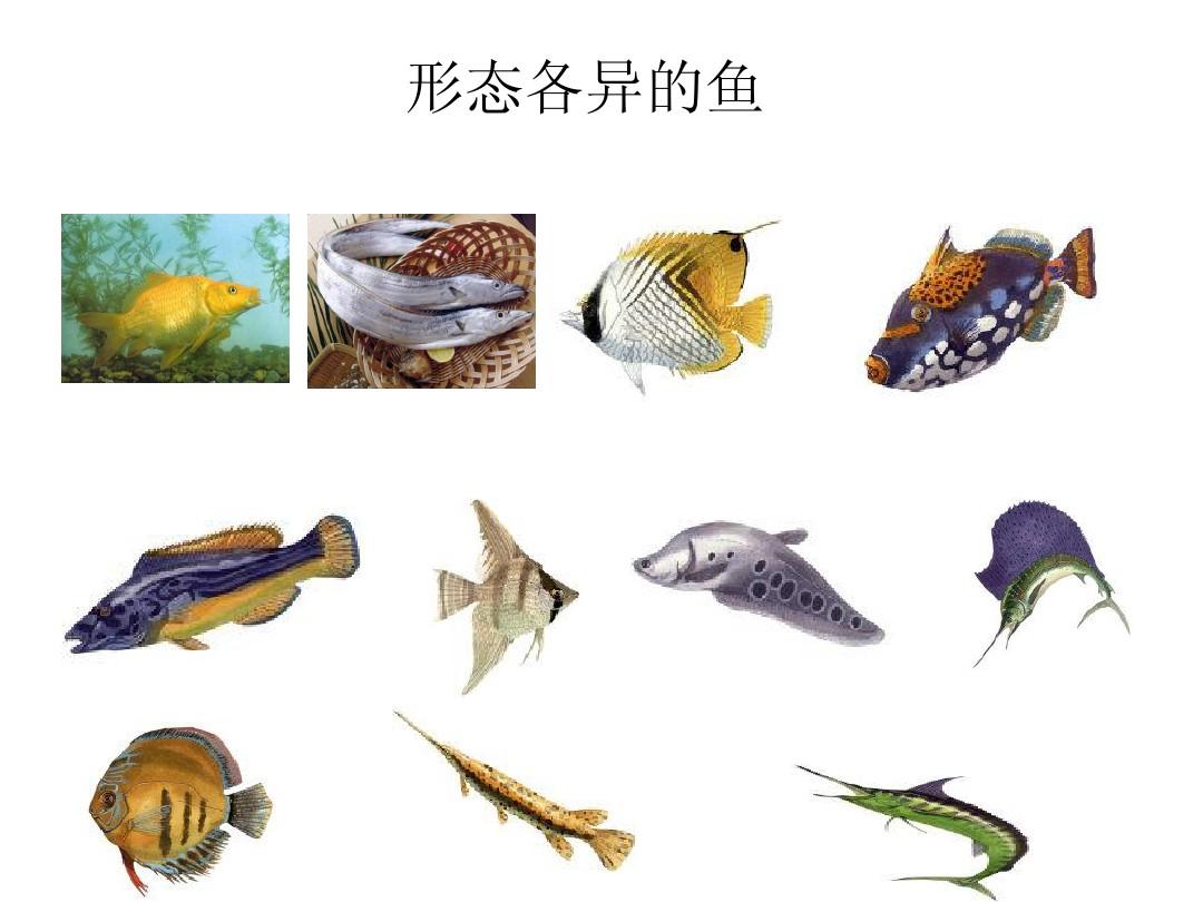 章魚壽命短_章魚的壽命_壽星章魚