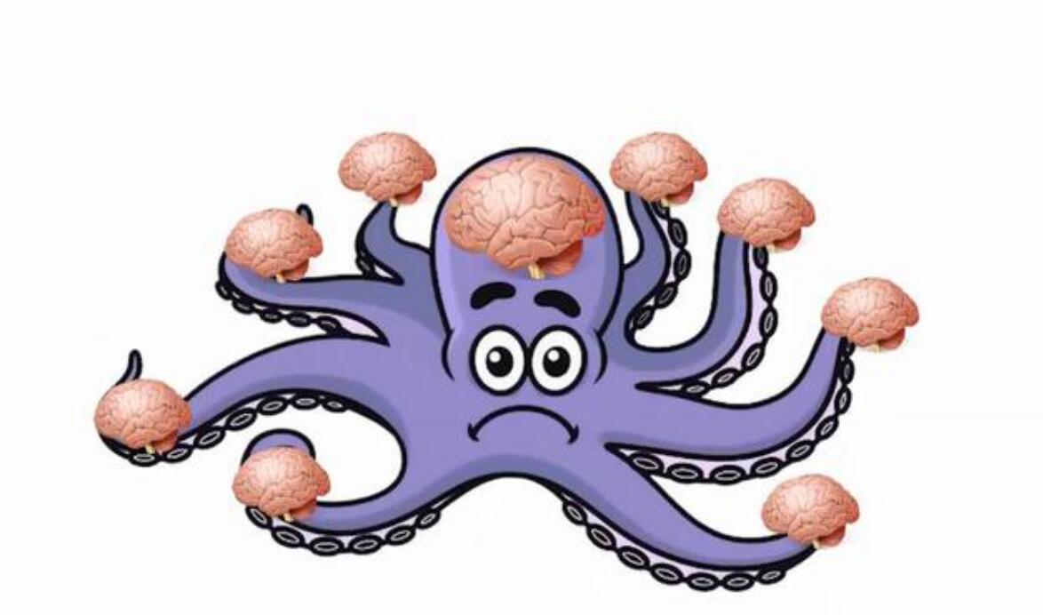 最長壽的章魚_章魚的壽命_章魚壽命短