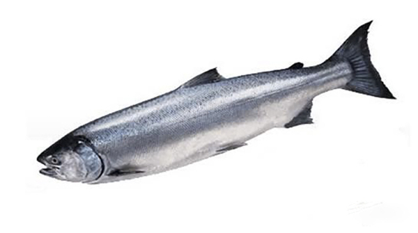 鮭魚價格多少錢一斤_鮭魚價格_阿拉斯加鮭魚價格