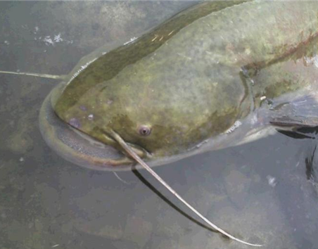 大口鯰魚_鯰魚大不大_大口鯰魚視頻