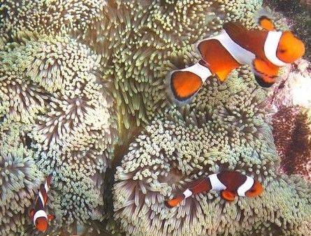 章魚壽命短_章魚的壽命_延長章魚壽命