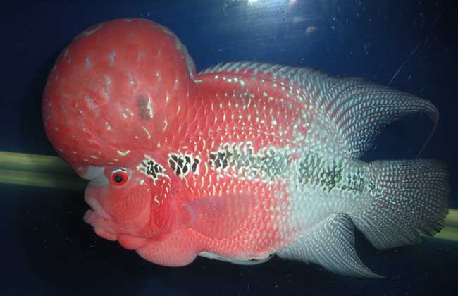 飼養羅漢魚的注意事項_飼養羅漢魚空間大好還是小好_羅漢魚的飼養