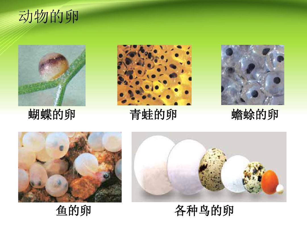 觸角無力擺動章魚媽媽的自殘行為