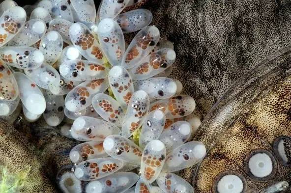 章魚的壽命_章魚壽命短_延長章魚壽命
