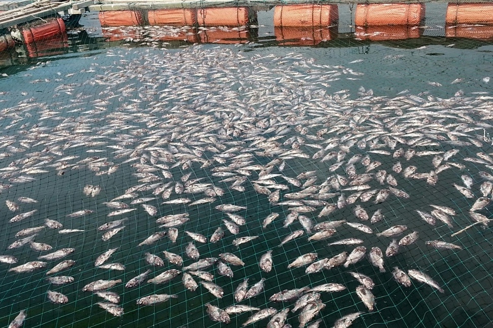 淡水魚的種類_淡水魚種類有哪些_淡水魚種有哪些