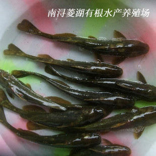 牛尾巴魚_牛尾巴的魚_牛尾巴魚叫什么名字