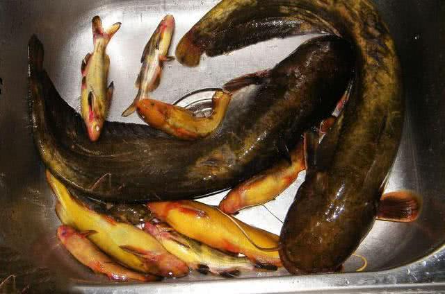 牛尾巴的魚_牛尾巴魚_牛尾巴魚叫什么名字