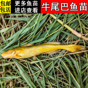 牛尾巴魚_牛尾巴的魚_牛尾巴魚叫什么名字