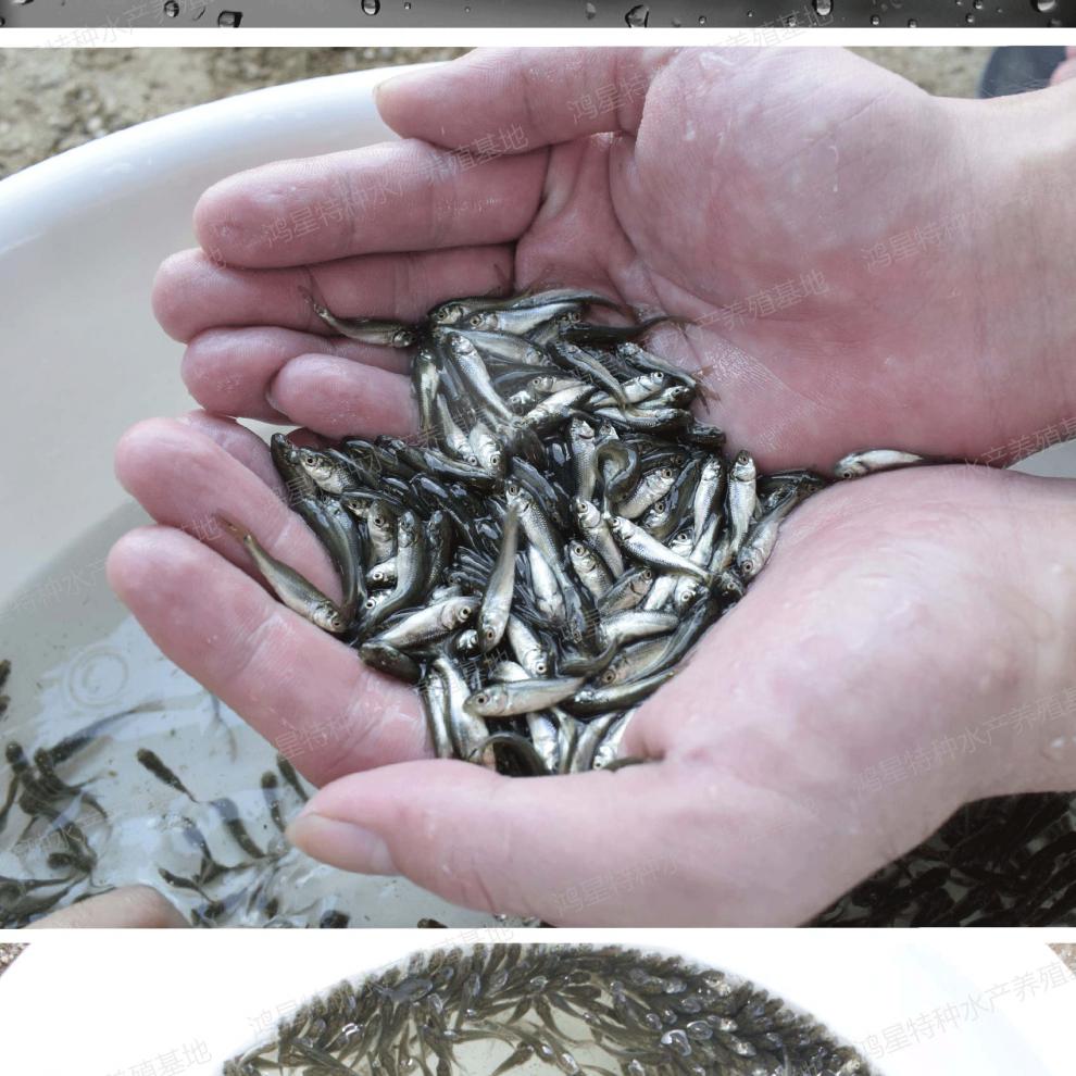 淡水魚石斑魚圖片_淡水石斑魚_淡水魚石斑魚養殖