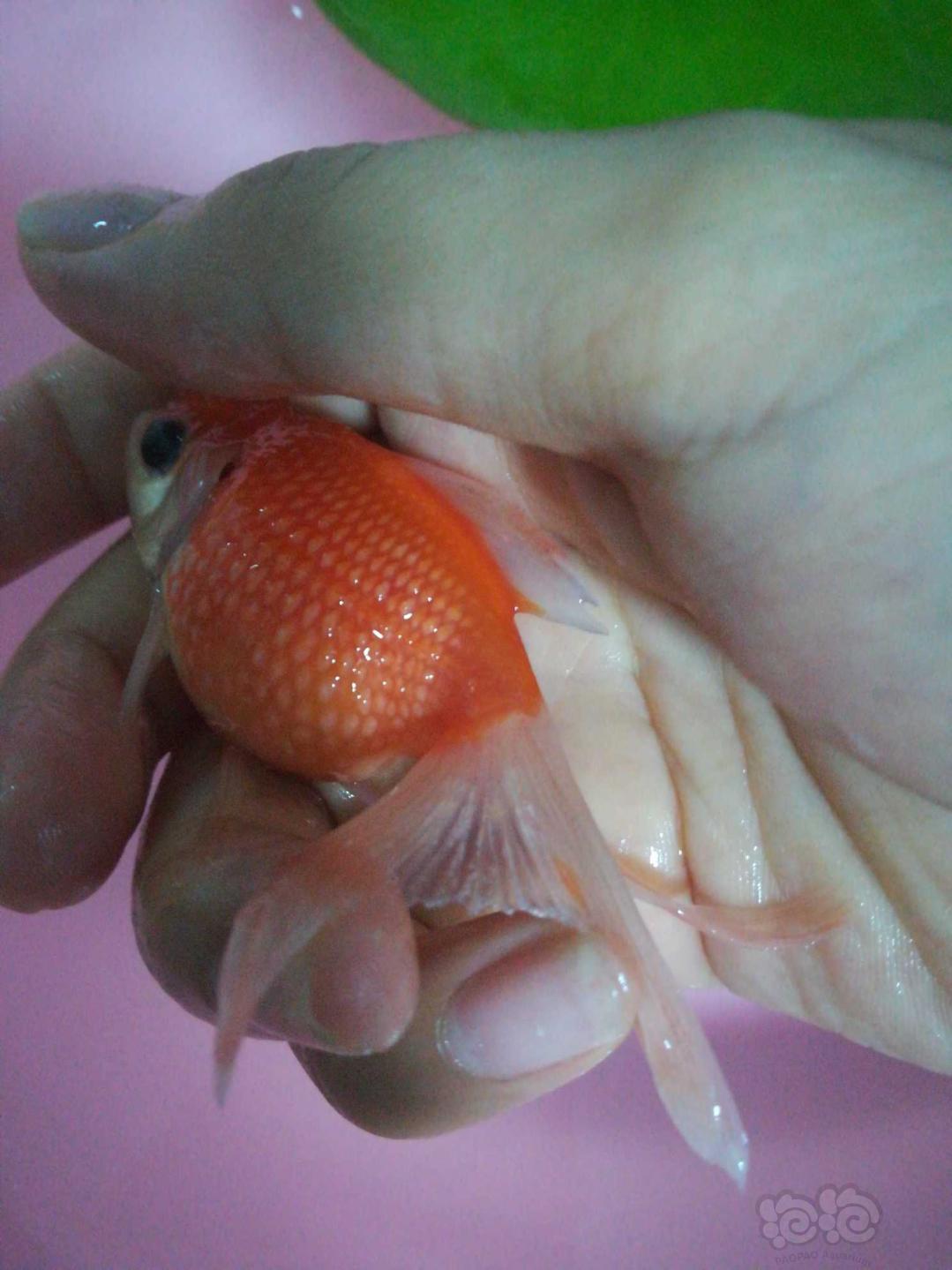 金魚品種_金魚品種名字_金魚品種大全及圖解