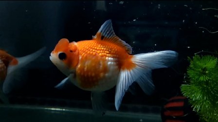 金魚品種圖片大全介紹_金魚品種大全及圖解_金魚品種