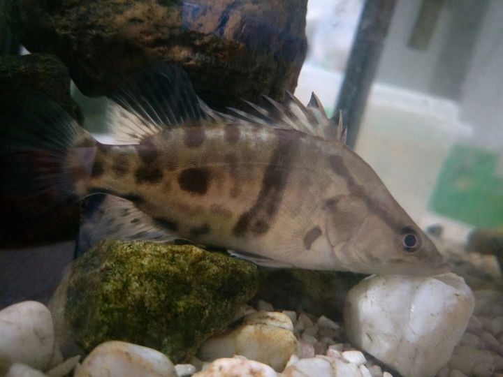 泰國虎魚 西塞山前白鷺飛，桃花流水肥，怎么吃才好？