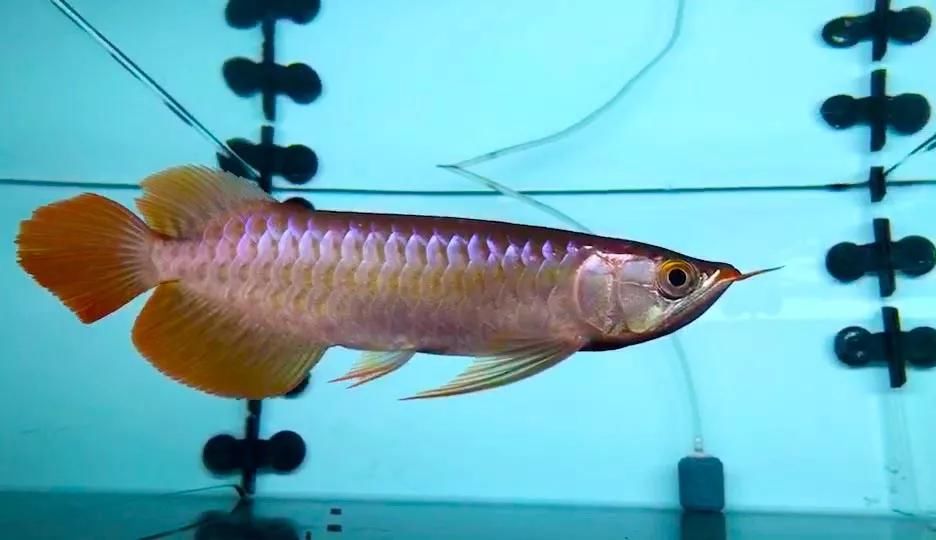 高背金龍魚的鱗片是什么？有什么作用？怎么樣？